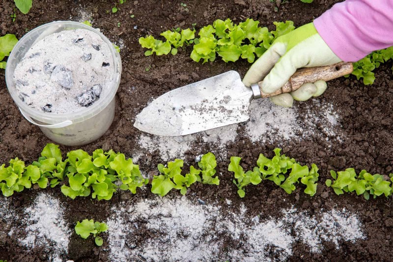 Revive Your Garden: 22 Soil Improvement Techniques for a Thriving Backyard