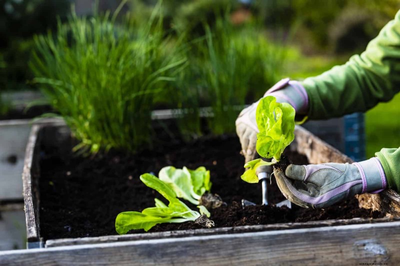 Revive Your Garden: 22 Soil Improvement Techniques for a Thriving Backyard