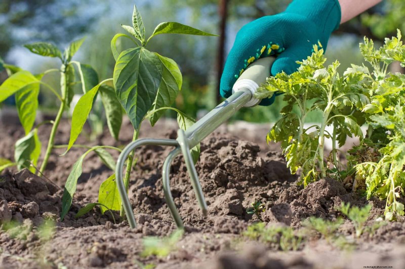 Revive Your Garden: 22 Soil Improvement Techniques for a Thriving Backyard