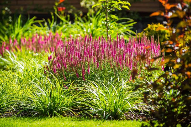 Revive Your Garden: 22 Soil Improvement Techniques for a Thriving Backyard