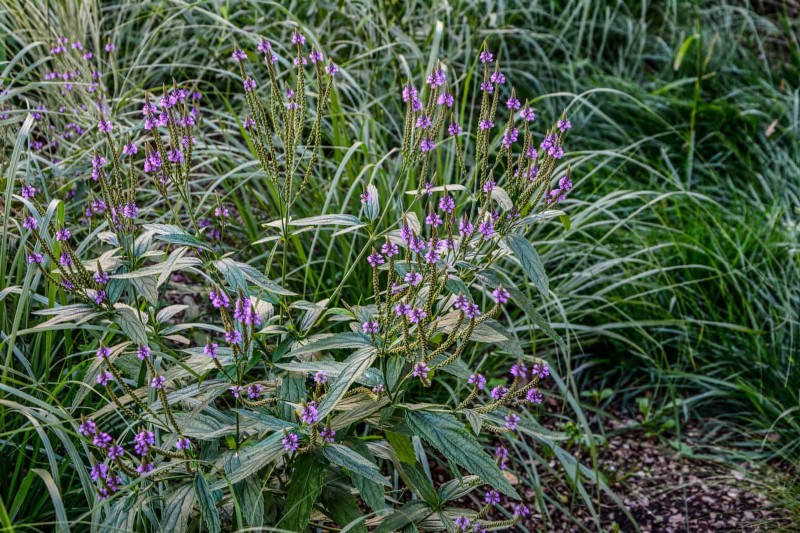 Drought-Tolerant Perennials: Long-Blooming Plants for a Water-Wise Garden