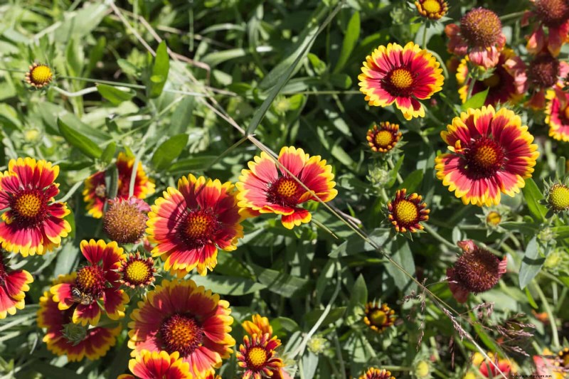 Drought-Tolerant Perennials: Long-Blooming Plants for a Water-Wise Garden