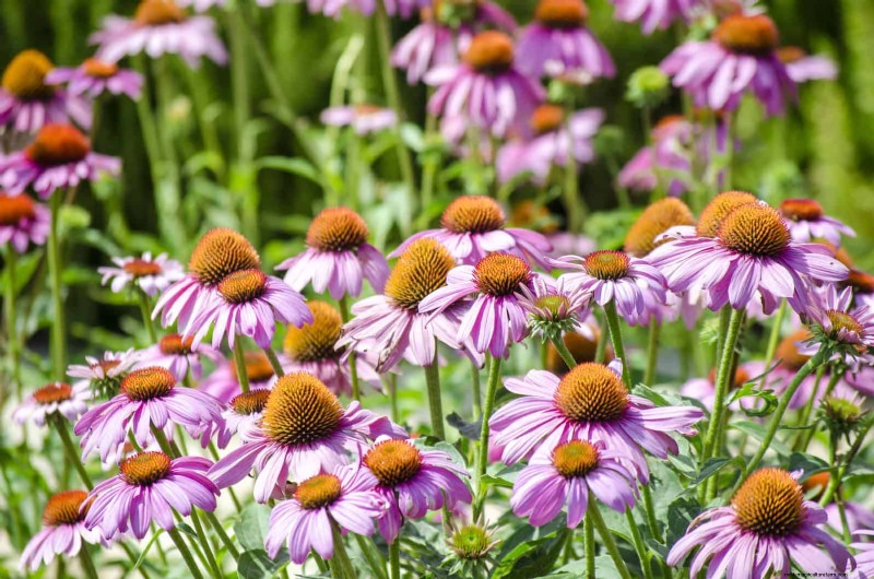 Drought-Tolerant Perennials: Long-Blooming Plants for a Water-Wise Garden