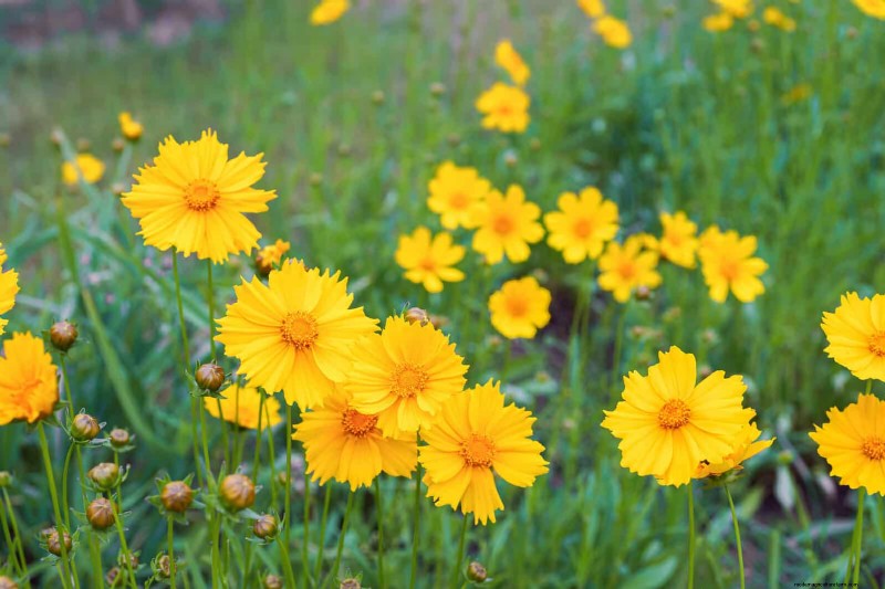 Drought-Tolerant Perennials: Long-Blooming Plants for a Water-Wise Garden
