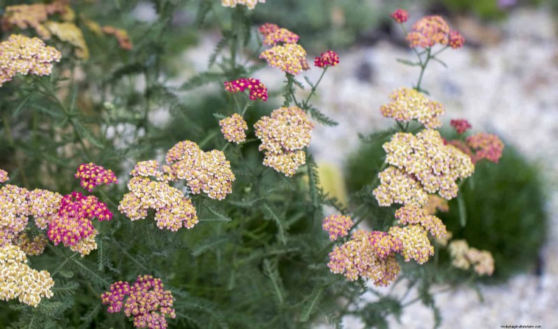 Drought-Tolerant Perennials: Long-Blooming Plants for a Water-Wise Garden