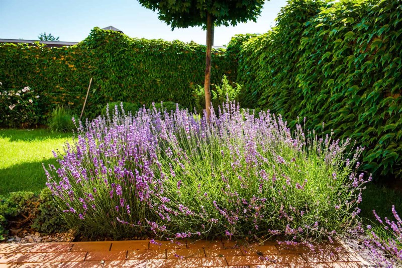 Drought-Tolerant Perennials: Long-Blooming Plants for a Water-Wise Garden