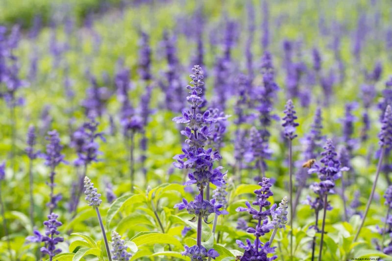 Drought-Tolerant Perennials: Long-Blooming Plants for a Water-Wise Garden