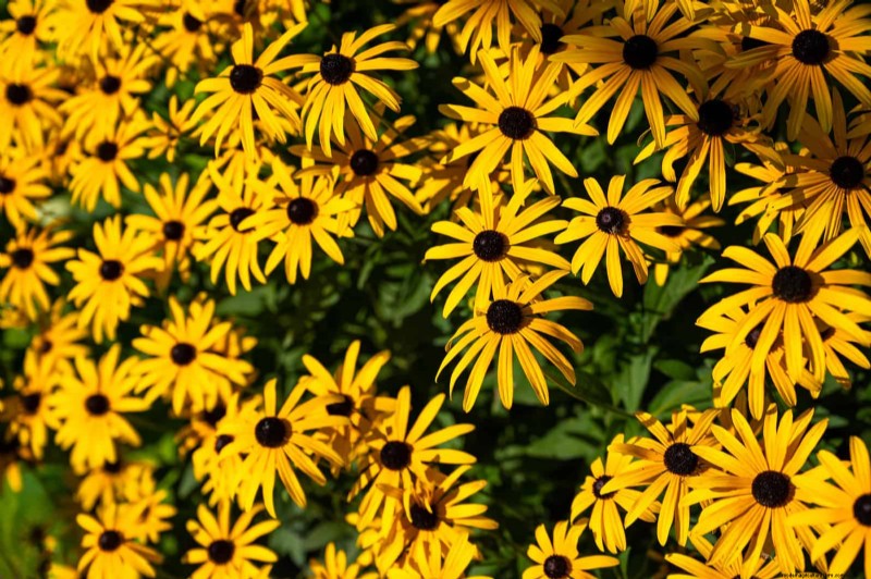 Drought-Tolerant Perennials: Long-Blooming Plants for a Water-Wise Garden