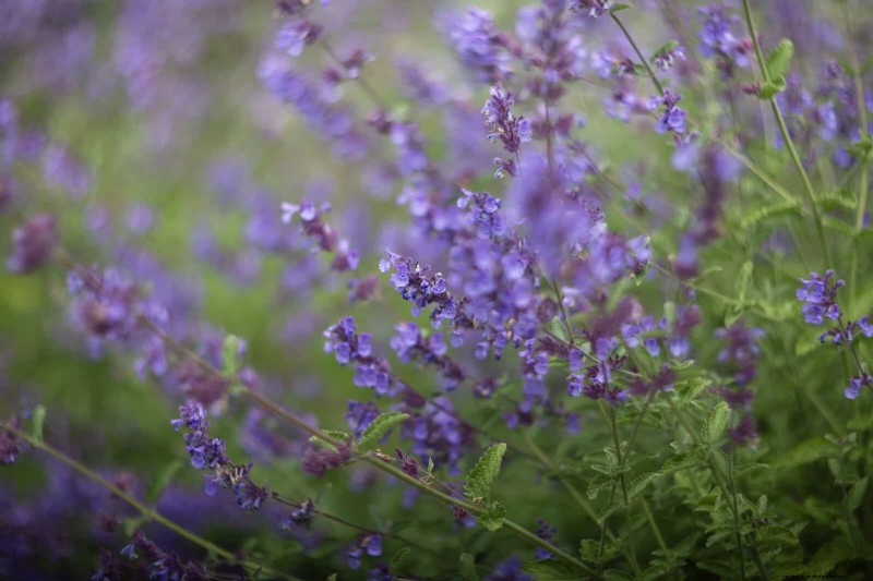 Drought-Tolerant Perennials: Long-Blooming Plants for a Water-Wise Garden