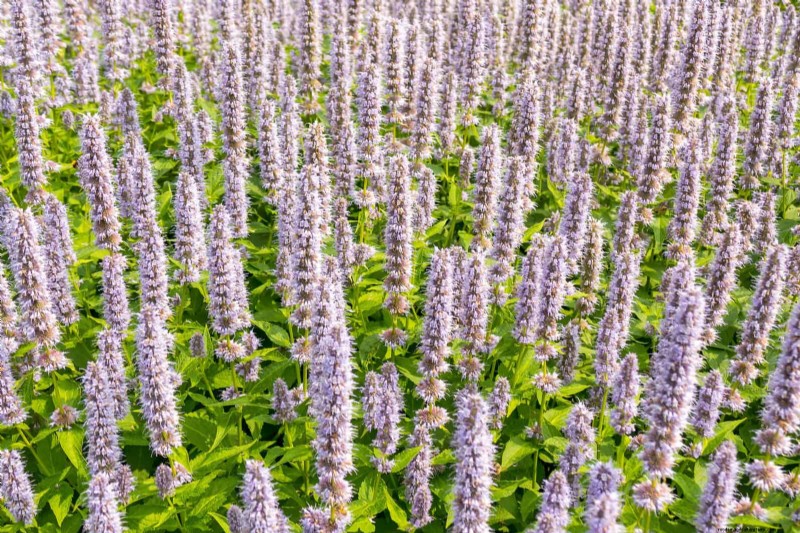 Drought-Tolerant Perennials: Long-Blooming Plants for a Water-Wise Garden