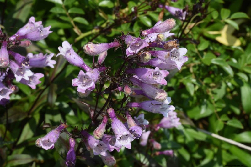 Drought-Tolerant Perennials: Long-Blooming Plants for a Water-Wise Garden
