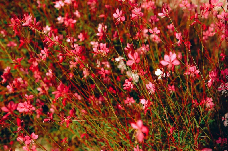 Drought-Tolerant Perennials: Long-Blooming Plants for a Water-Wise Garden