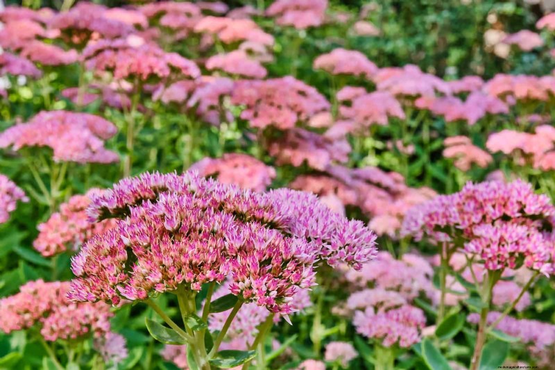 Drought-Tolerant Perennials: Long-Blooming Plants for a Water-Wise Garden