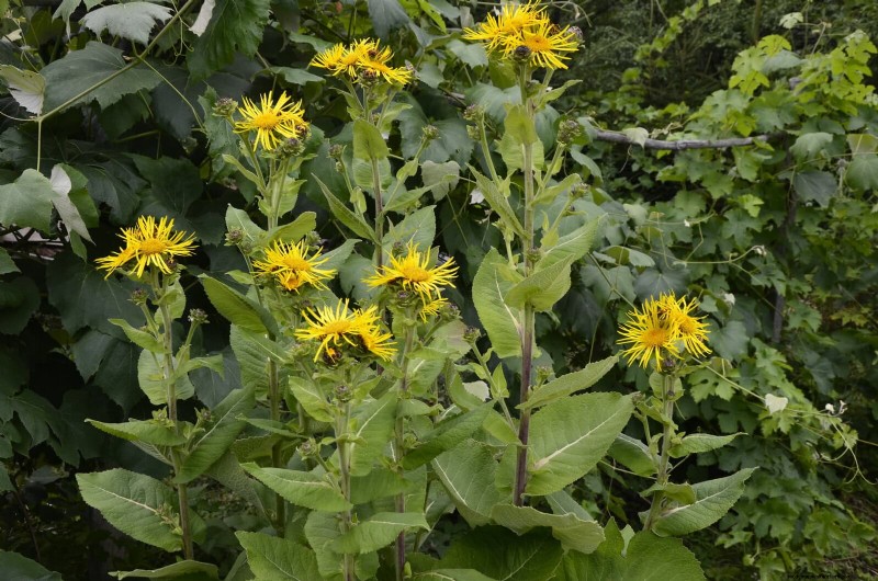 Drought-Tolerant Perennials: Long-Blooming Plants for a Water-Wise Garden