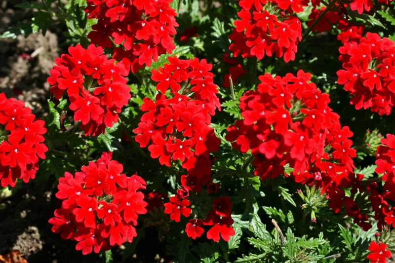 Drought-Tolerant Perennials: Long-Blooming Plants for a Water-Wise Garden