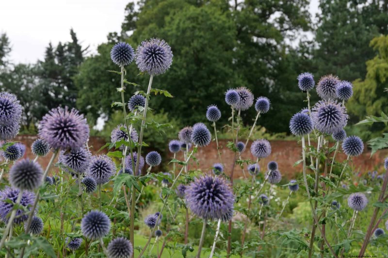 Drought-Tolerant Perennials: Long-Blooming Plants for a Water-Wise Garden