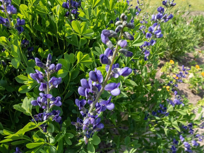 Drought-Tolerant Perennials: Long-Blooming Plants for a Water-Wise Garden