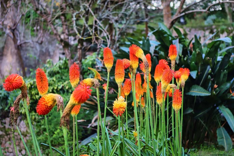 Drought-Tolerant Perennials: Long-Blooming Plants for a Water-Wise Garden