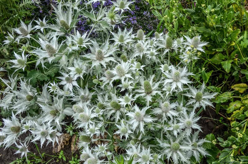 Drought-Tolerant Perennials: Long-Blooming Plants for a Water-Wise Garden