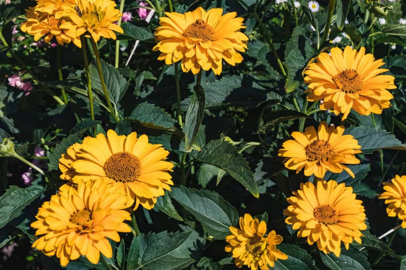 Drought-Tolerant Perennials: Long-Blooming Plants for a Water-Wise Garden