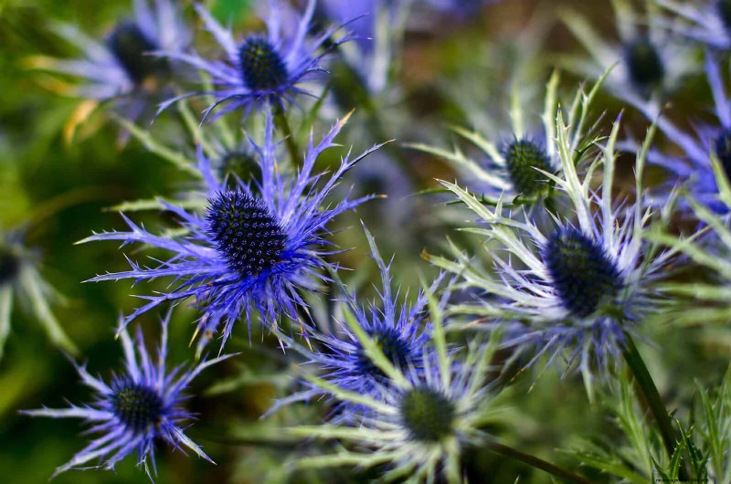 Drought-Tolerant Perennials: Long-Blooming Plants for a Water-Wise Garden