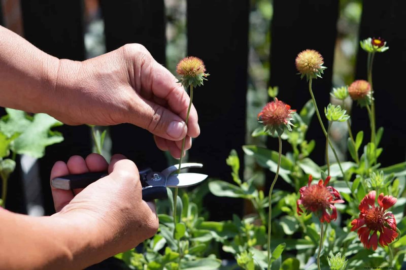 Drought-Tolerant Perennials: Long-Blooming Plants for a Water-Wise Garden