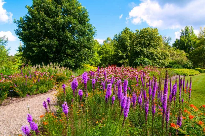 Drought-Tolerant Perennials: Long-Blooming Plants for a Water-Wise Garden