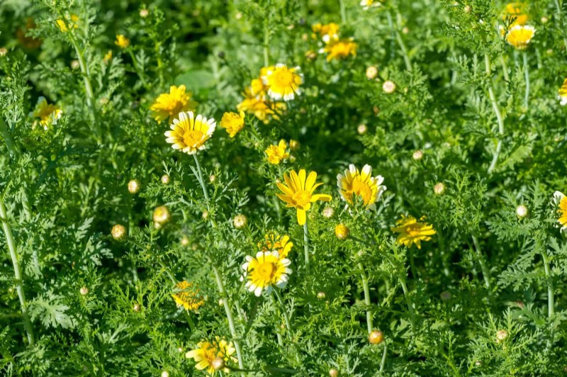 Drought-Tolerant & Low-Maintenance Plants for Poor Soil