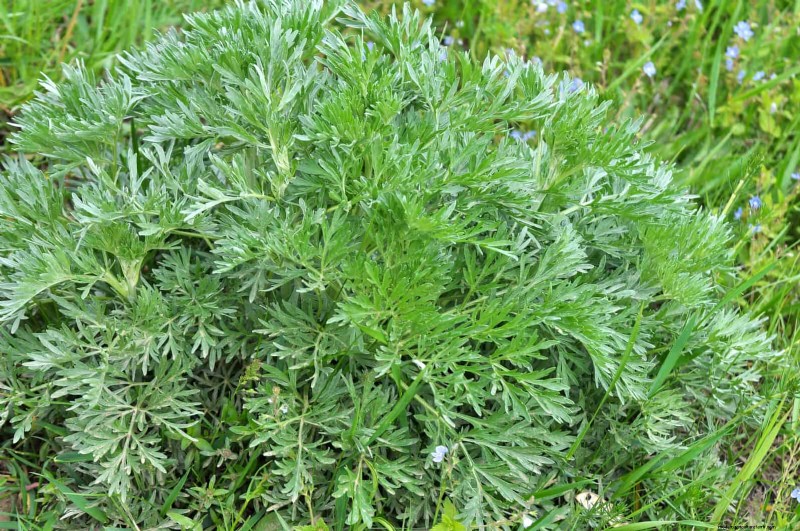 Drought-Tolerant & Low-Maintenance Plants for Poor Soil