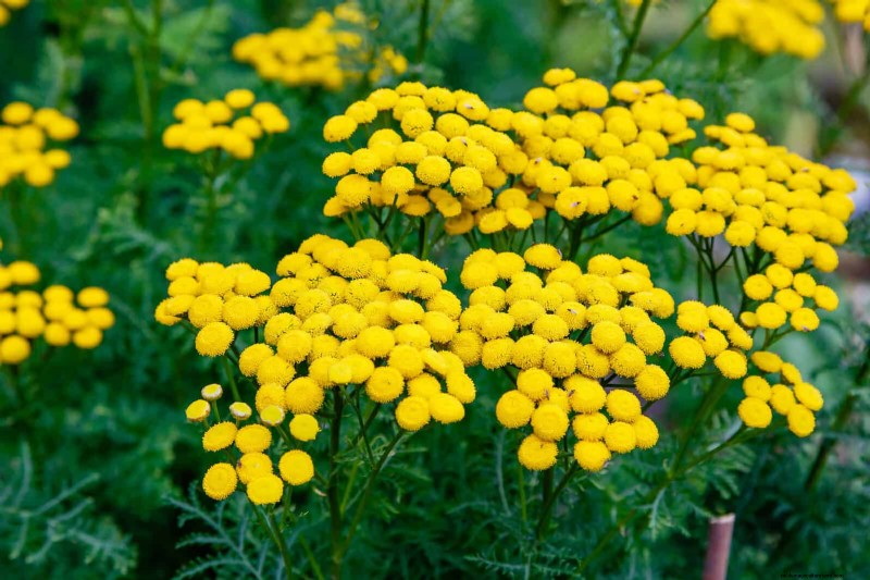 Drought-Tolerant & Low-Maintenance Plants for Poor Soil