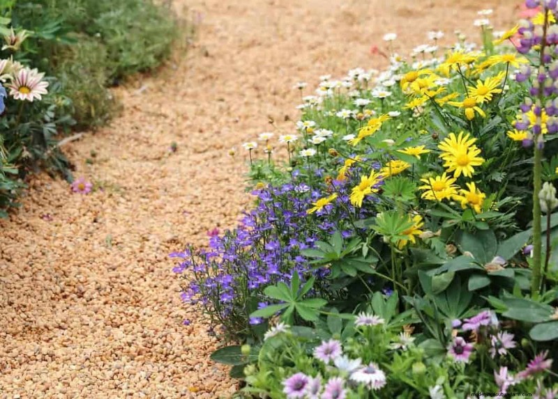 Drought-Tolerant & Low-Maintenance Plants for Poor Soil