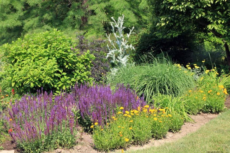Drought-Tolerant & Low-Maintenance Plants for Poor Soil