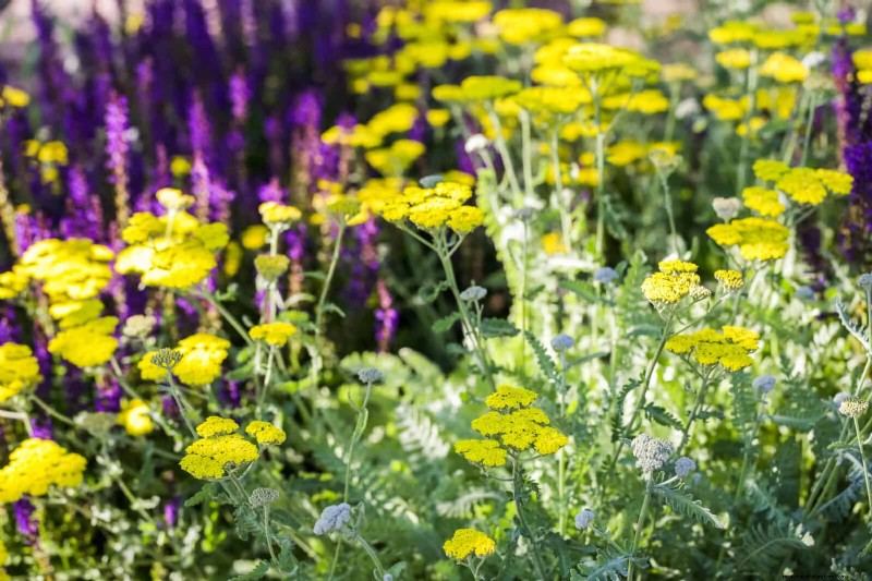 Drought-Tolerant & Low-Maintenance Plants for Poor Soil