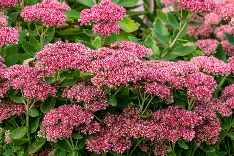 Drought-Tolerant & Low-Maintenance Plants for Poor Soil
