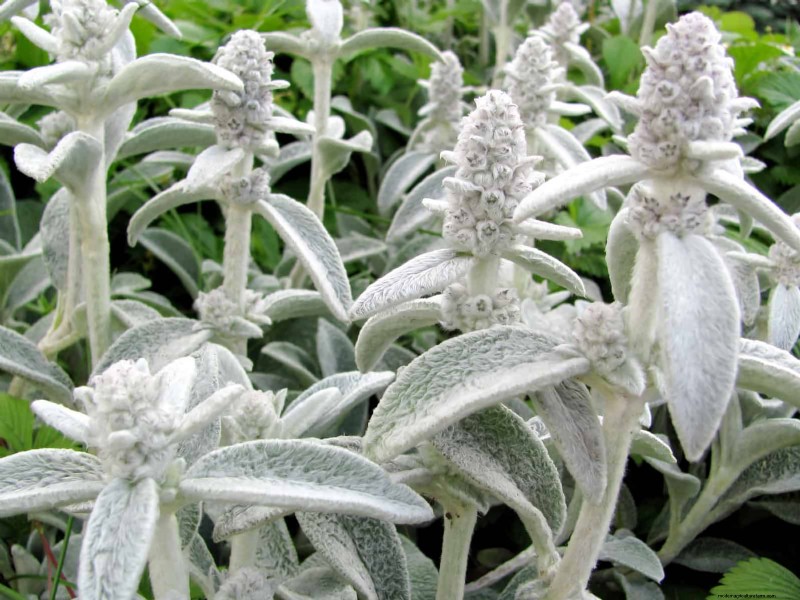 Drought-Tolerant & Low-Maintenance Plants for Poor Soil