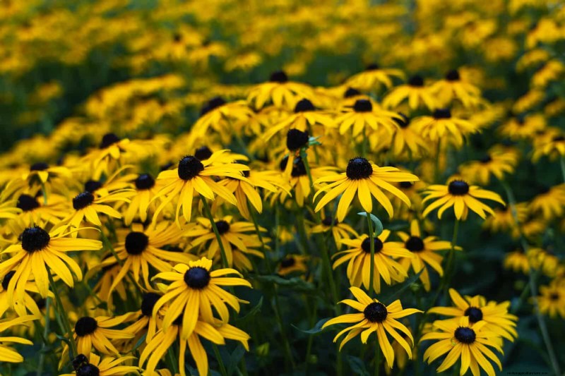 Drought-Tolerant & Low-Maintenance Plants for Poor Soil