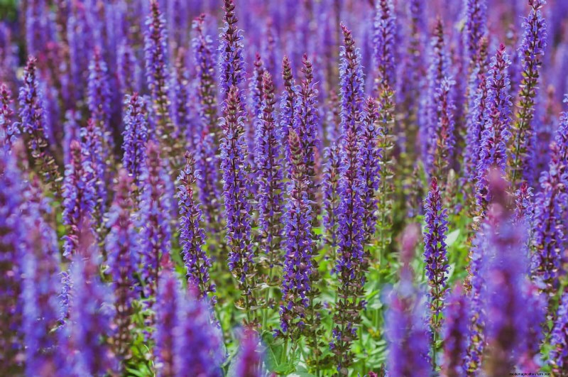 Drought-Tolerant & Low-Maintenance Plants for Poor Soil