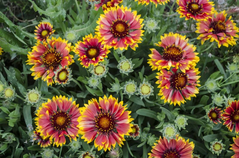 Drought-Tolerant & Low-Maintenance Plants for Poor Soil