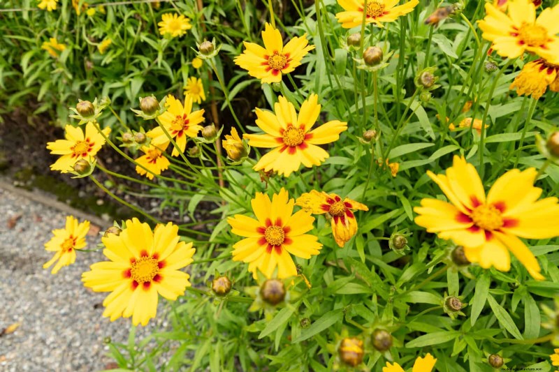 Drought-Tolerant & Low-Maintenance Plants for Poor Soil