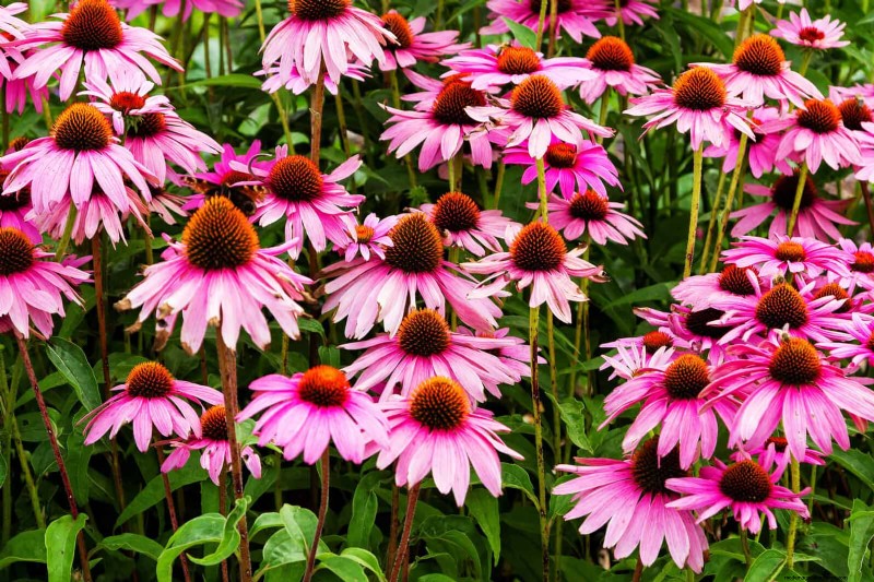 Drought-Tolerant & Low-Maintenance Plants for Poor Soil