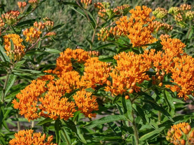 Drought-Tolerant & Low-Maintenance Plants for Poor Soil