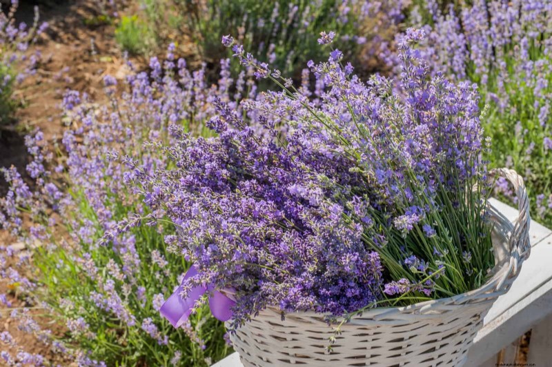 Drought-Tolerant & Low-Maintenance Plants for Poor Soil