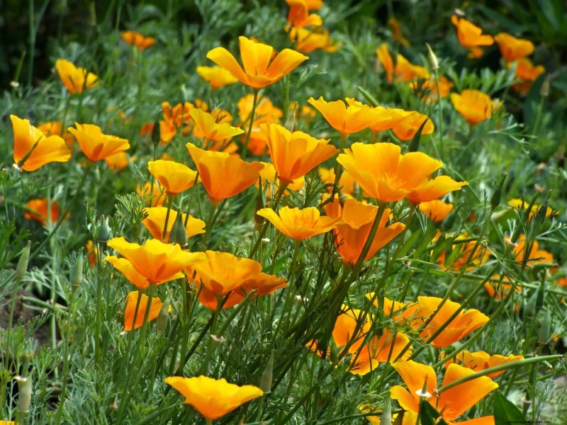 Drought-Tolerant & Low-Maintenance Plants for Poor Soil