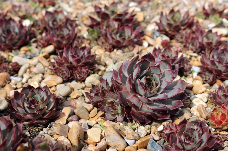 Drought-Tolerant & Low-Maintenance Plants for Poor Soil