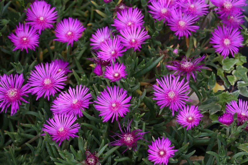 Drought-Tolerant & Low-Maintenance Plants for Poor Soil
