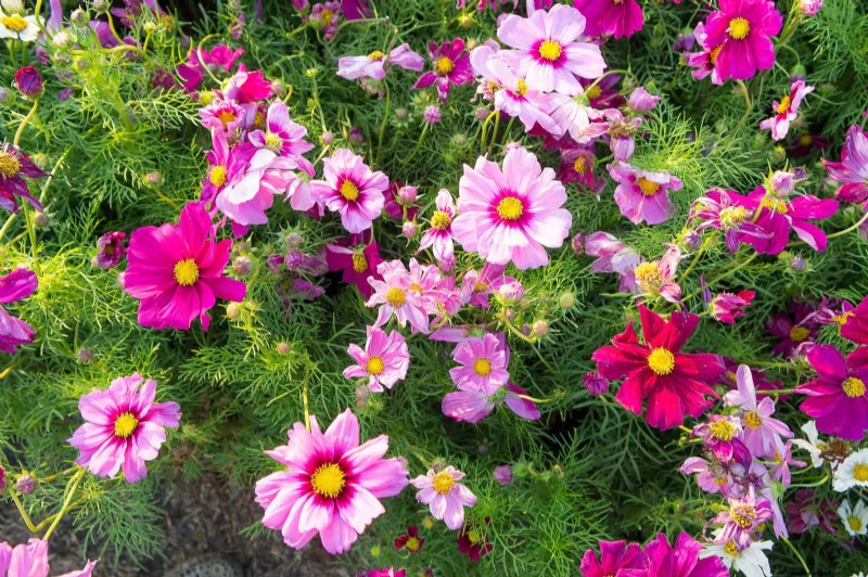 Drought-Tolerant & Low-Maintenance Plants for Poor Soil