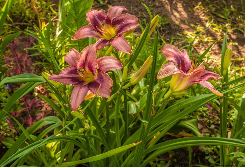 Drought-Tolerant & Low-Maintenance Plants for Poor Soil