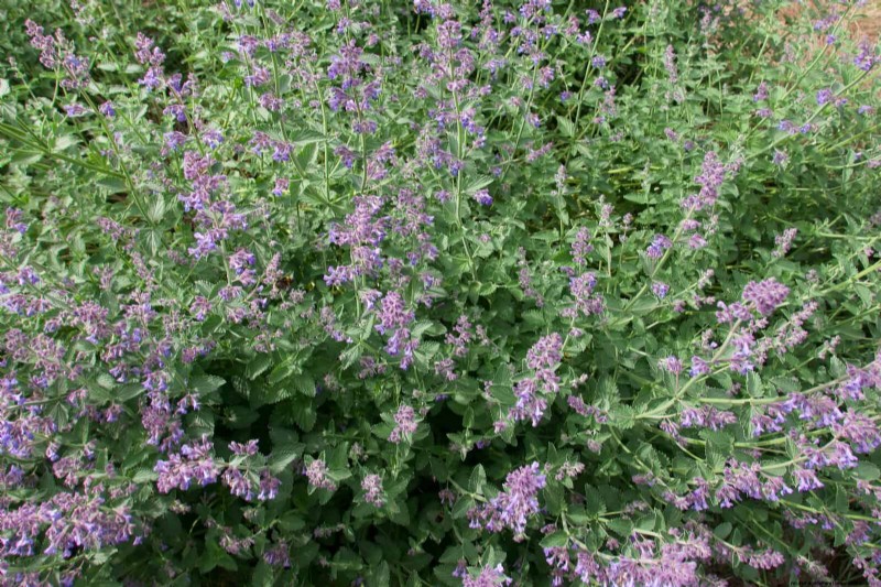 Drought-Tolerant & Low-Maintenance Plants for Poor Soil