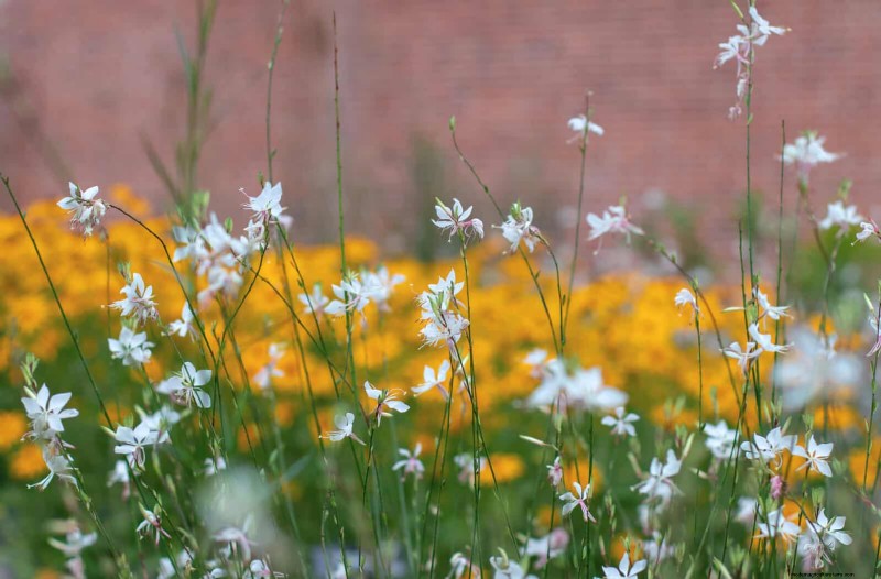 Drought-Tolerant & Low-Maintenance Plants for Poor Soil
