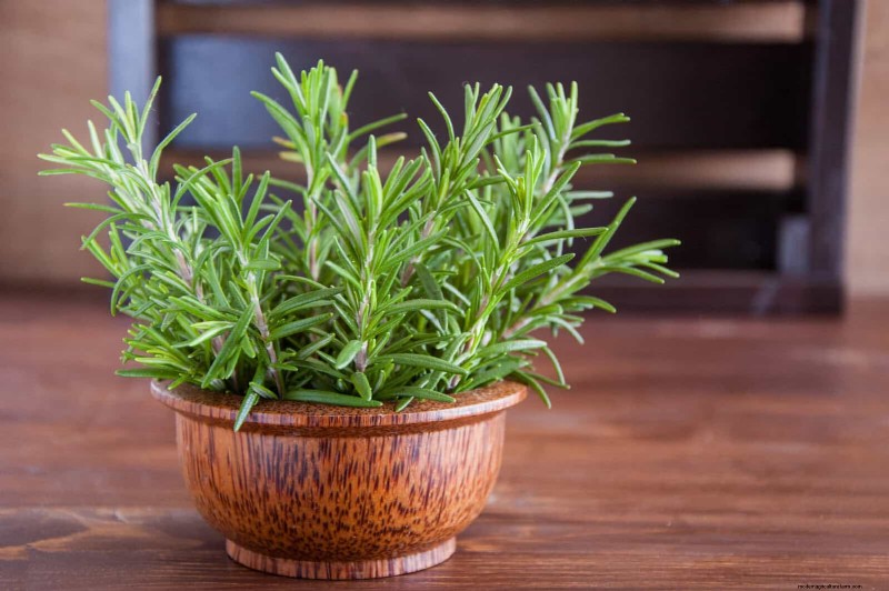 Drought-Tolerant & Low-Maintenance Plants for Poor Soil
